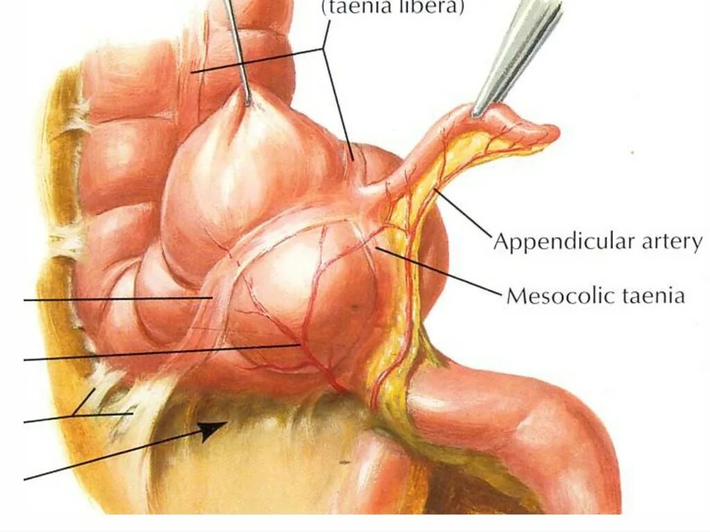Colpoperineotomia латынь
