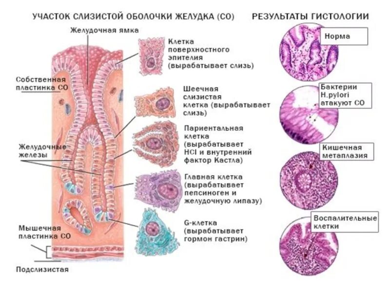 Какие железы расположены в желудке. Строение желез желудка гистология. Строение железы желудка гистология. Слизистая оболочка желудка гистология. Гистологическое строение слизистой оболочки желудка.