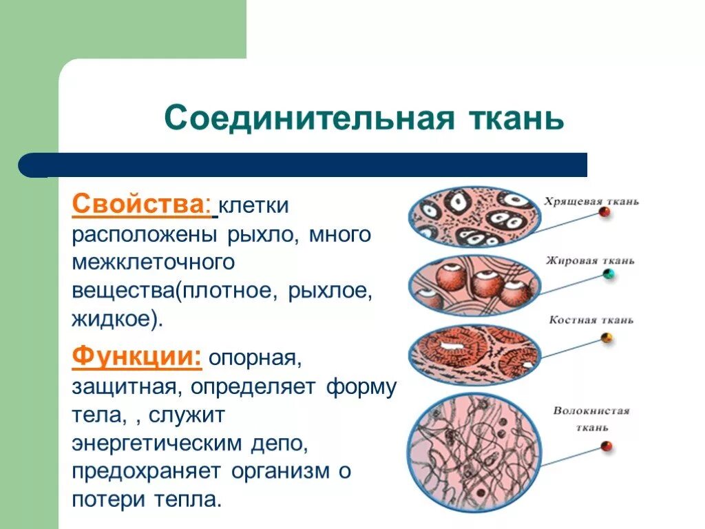 Соединительная ткань строение и функции. Строение и функция соединительной ткани анатомия. Строение соединительной ткани животных. Соединительные ткани строение клеток ткани.