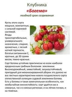 Клубника богема