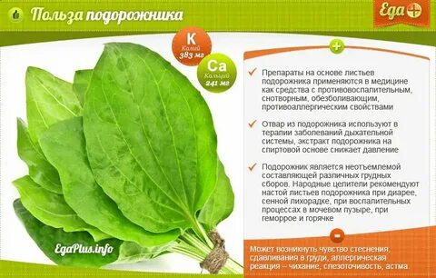 Состав листьев подорожника