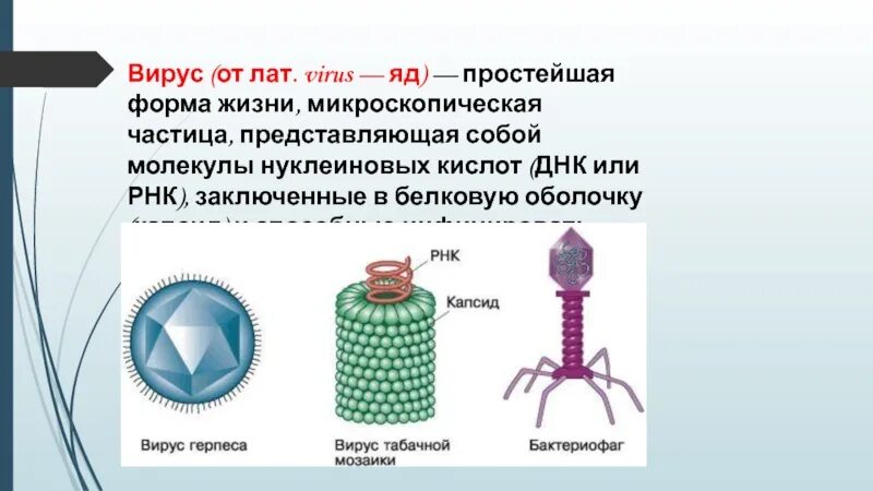 Вирусы бактериофаги и другие неклеточные формы жизни. Неклеточные формы жизни бактериофаги. Бактериофаг нуклеиновая кислота. Вирусы внеклеточная форма жизни. Наследственный аппарат вируса формы жизни бактериофаги