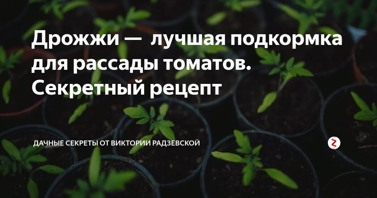 Подкормка рассады помидоров в домашних условиях дрожжами. Подкормка рассады томатов дрожжами. Удобрение рассады дрожжами. Дрожжевая подкормка для рассады помидор. Рецепт дрожжевой подкормки для рассады.