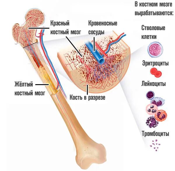 Костный мозг какие заболевания. Стволовые клетки красного костного мозга. Строение кости красный костный мозг. Стволовая клетка красного костного мозга. Образование клеток крови в костном мозге.