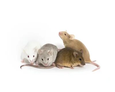 Small mice