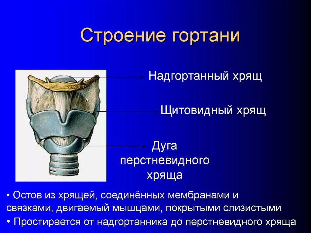 Хрящевое строение гортани. Дуга перстневидного хряща гортани. Надгортанник и щитовидный хрящ. Строение гортани кт анатомия.