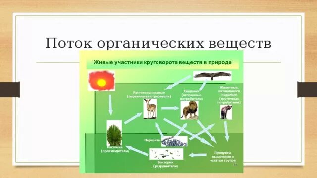 Производители органического вещества в сообществе. Схема круговорота веществ в природе 5 класс. Круговорот органических веществ в природе. Круговорот веществ в природе биология. Поток органических веществ.