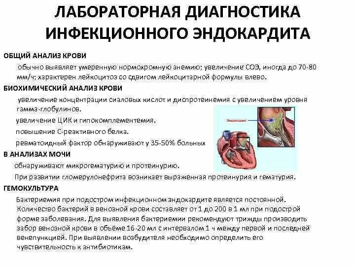 Эндокардит симптомы. Изменения общего анализа крови при инфекционном эндокардите. алгоритм обследования пациента с инфекционным эндокардитом. инфекционный эндокардит лабораторная диагностика. биохимический анализ крови при инфекционном эндокардите.