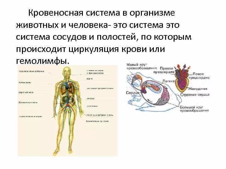 Какой тип животных имеет кровеносную систему. Какой тип животных имеет кровеносную систему