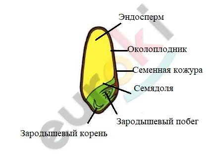 Зародыш семени может погибнуть