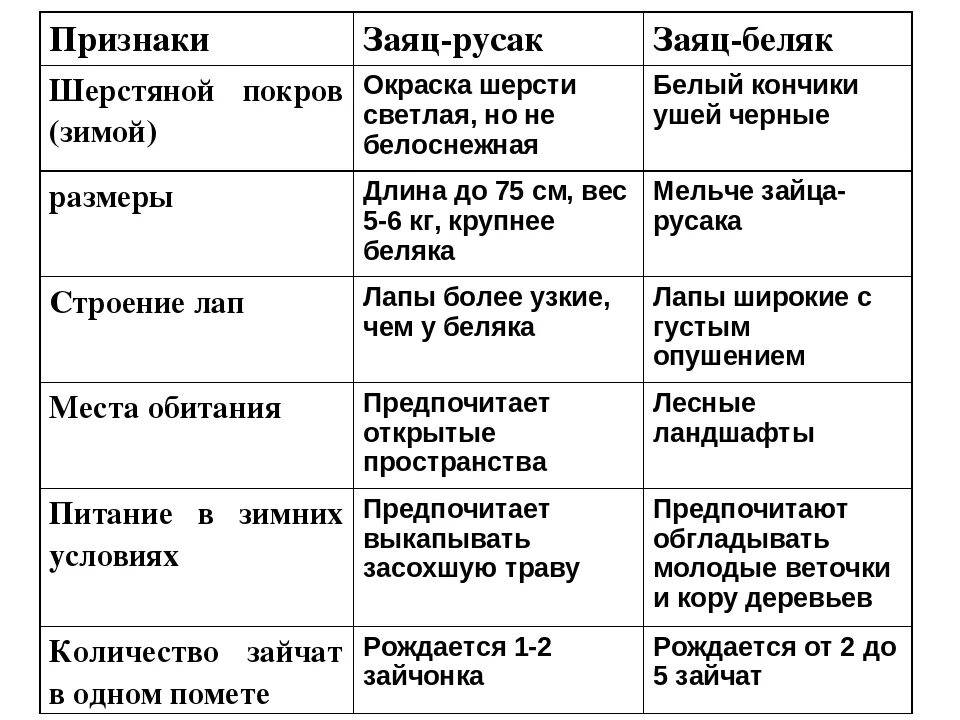 Черты сходства зайца беляка и зайца. Сходство и отличие зайца беляка и зайца русака. Сходство зайца беляка и зайца русака сходство. Сходство зайца беляка и русака сходство. Сравнение зайца беляка и зайца русака 2 класс.