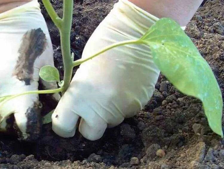 Синенькие баклажаны рассада. Баклажаны в теплице. Посадка баклажан на рассаду. Посадка баклажан в открытый грунт. Как ухаживать за рассадой баклажан