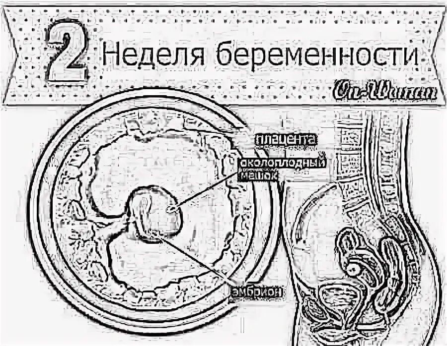 2 недели зачатия симптомы