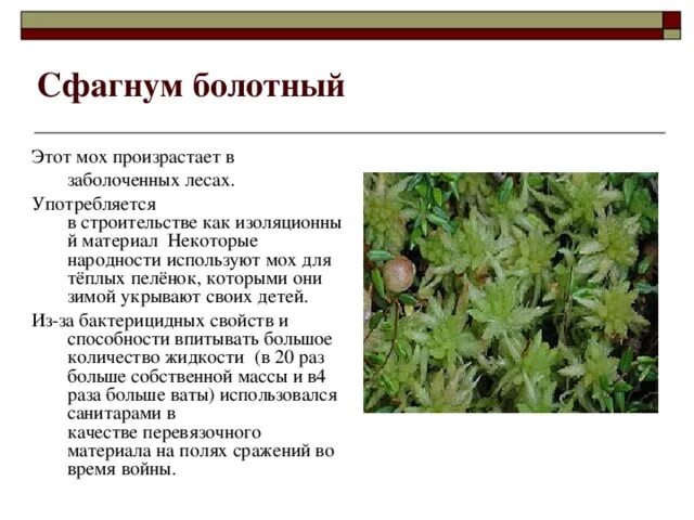 Как люди использовали сфагновый мох. Как люди использовали сфагновый мох