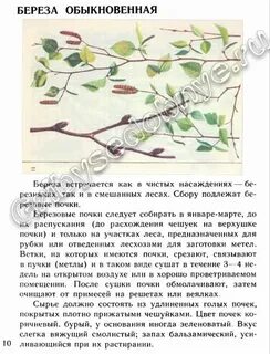 Изложение береза 6 класс она стояла