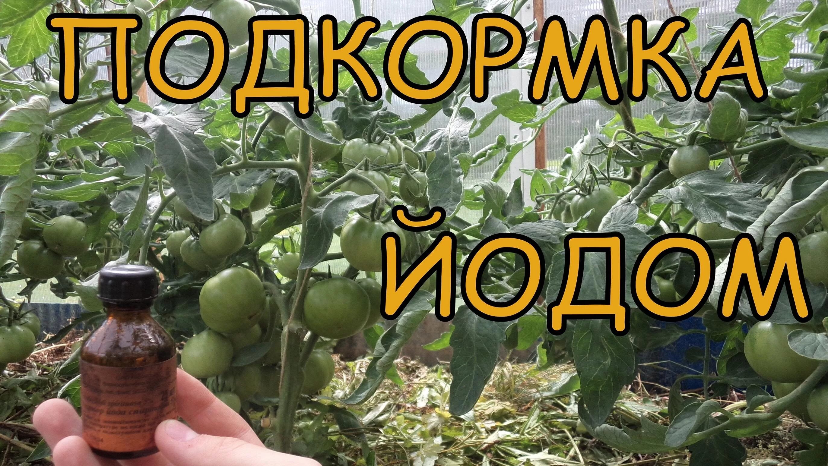 Можно поливать рассаду йодом. Йод для томатов. Помидоры в огороде. Подкармливание рассады томатов йодом. Подкормка томатов йодом.