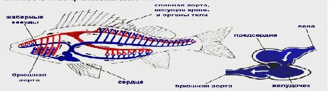 Дыхательная система жабры кровеносная система. Кровеносная система рыб. кровеносная система речного окуня. отделы кровеносной системы рыбы. дыхательная система окуня.