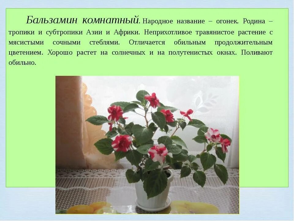 Какую температуру выдерживает бальзамин. Бальзамин комнатное растение. бальзамин огонёк комнатный. огонек цветок бальзамин. бегония ванька мокрый.