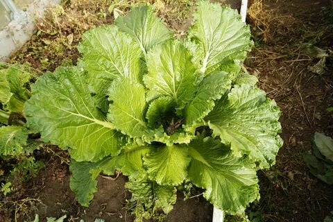 Листовая капуста сорта