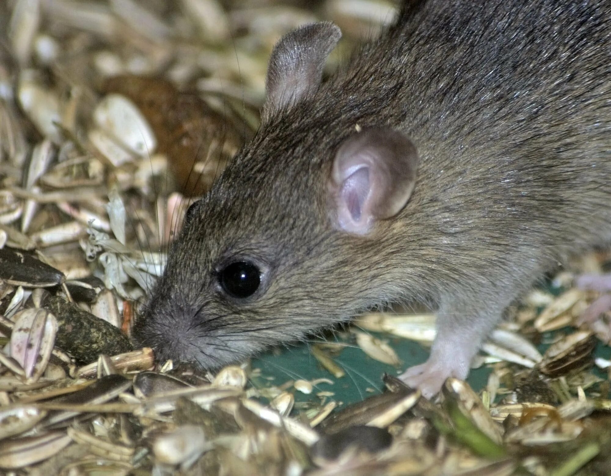 Взрослые мыши. Земляная крыса лемминг. Мышь домашняя. Декоративные мыши. Разновидности мышей.