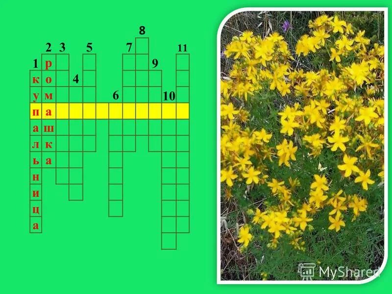 кроссворд на лугу. кроссворд на тему растения леса. разгадай кроссворд растения. кроссворд про животных и растений. кроссворд на тему растения россии.