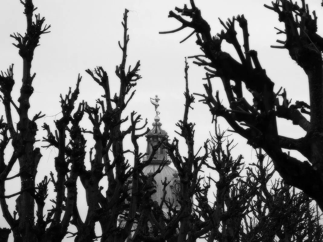 Терновый куст колючки. Терновник колючий куст. Терновник лоза. Терновник колючки. Тернии.