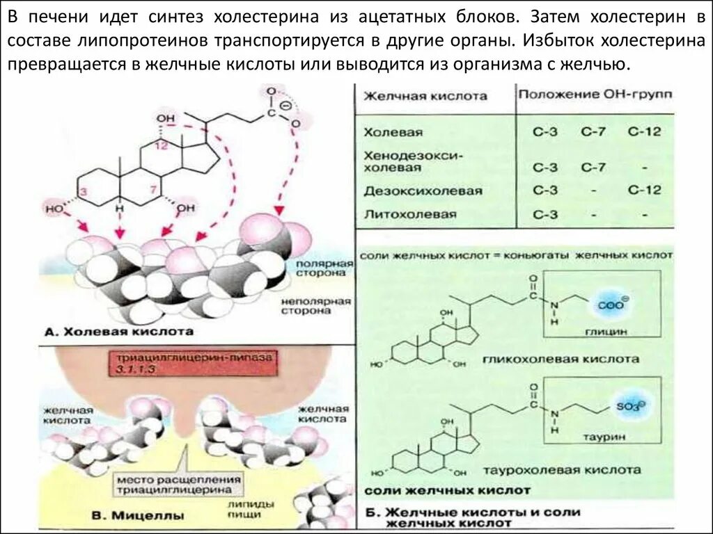 В печени происходит синтез. Синтез холестерола в печени. Синтез холестерина в организме биохимия. Холестерол биохимия Синтез. Реакции синтеза холестерина в печени.