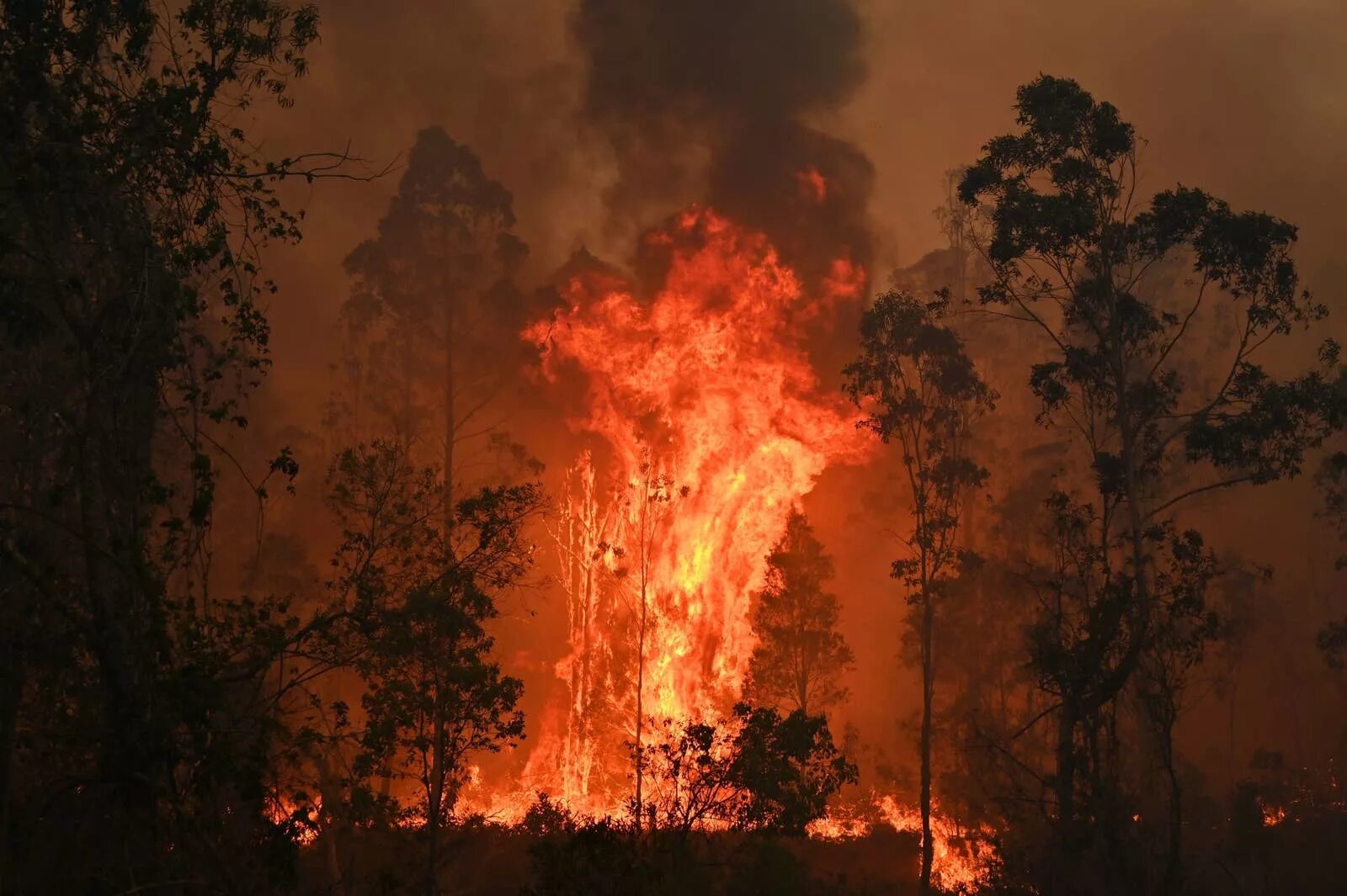 Лесные пожары в Австралии 2019-2020. Лесные пожары в Австралии 2020. Лесные пожары в Австралии 2019. Лесной пожар в Австралии в 2020 году. Сильный жар ночью