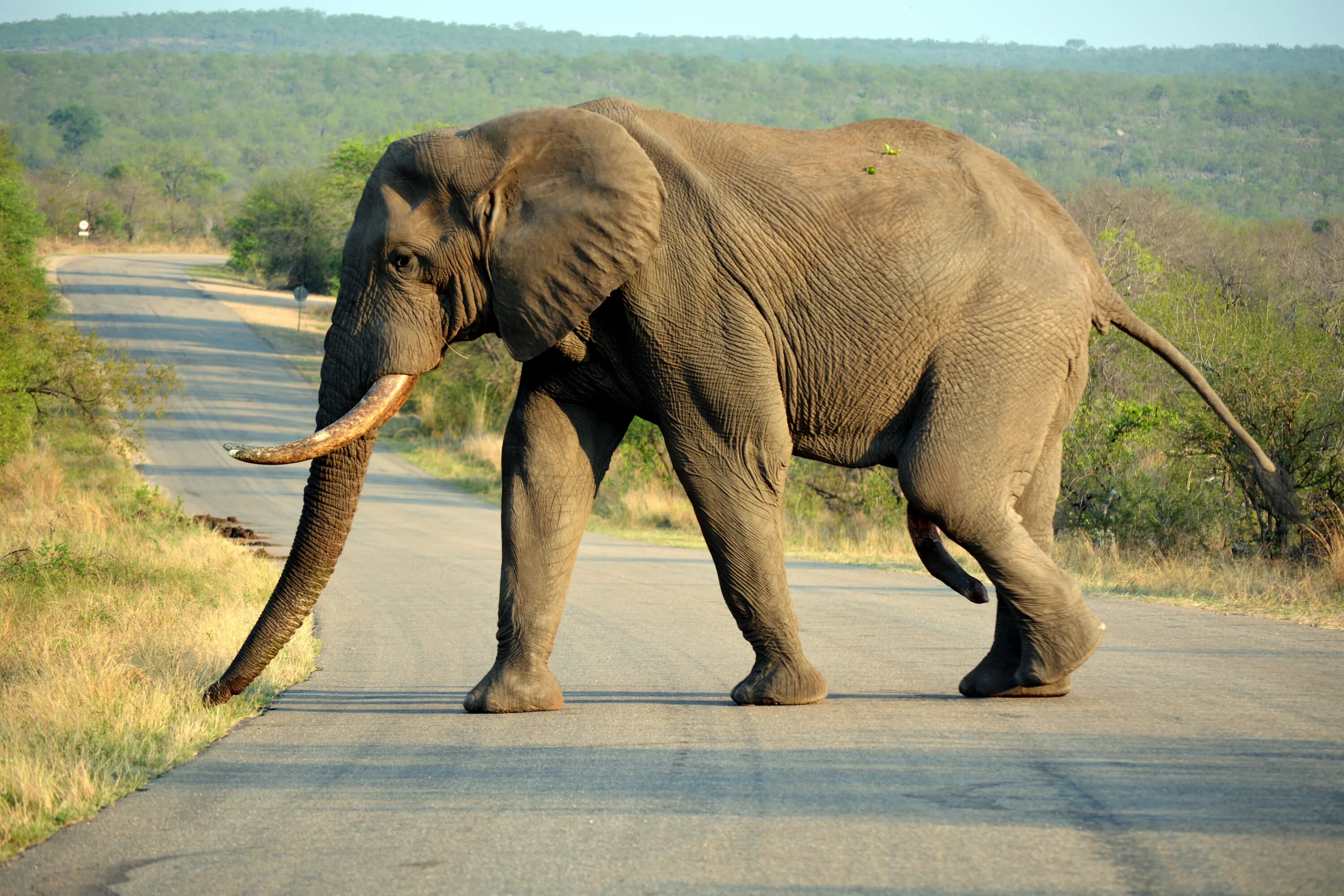Африканский слон слон. Саванный Африканский слон Африки. Саванновый Африканский слон. Слон в саванне. Как выглядит слоновая