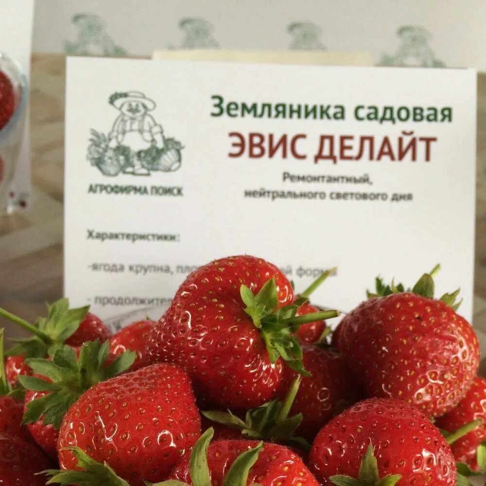Эвис делайт клубника описание. Земляника эвис делайт. Клубника эвис делайт. Земляника эвис делайт. Клубника эвис делайт.