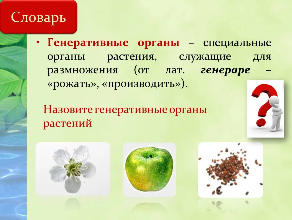 Генеративные органы 6 класс биология. Генеративные органы это кратко. Генеративные органы растений. Генеративные органы служат. Генеративная масса растений