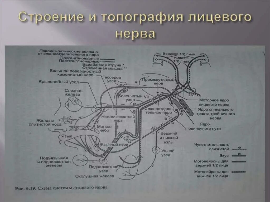 2 лицевой нерв. Лицевой нерв схема строения. Ветви лицевого нерва схема. Топография ветвей лицевого нерва. Лицевой нерв анатомия ветви.