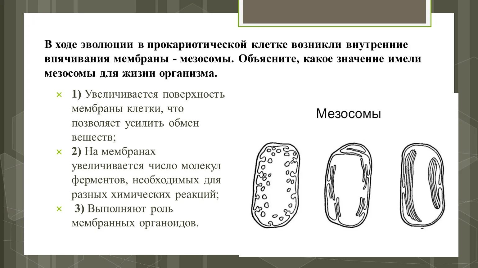 Бактерия строение функции. Мезосомы строение микробиология. Строение бактерии мезосома. Мезосомы бактерий функции. Мезосомы это микробиология.