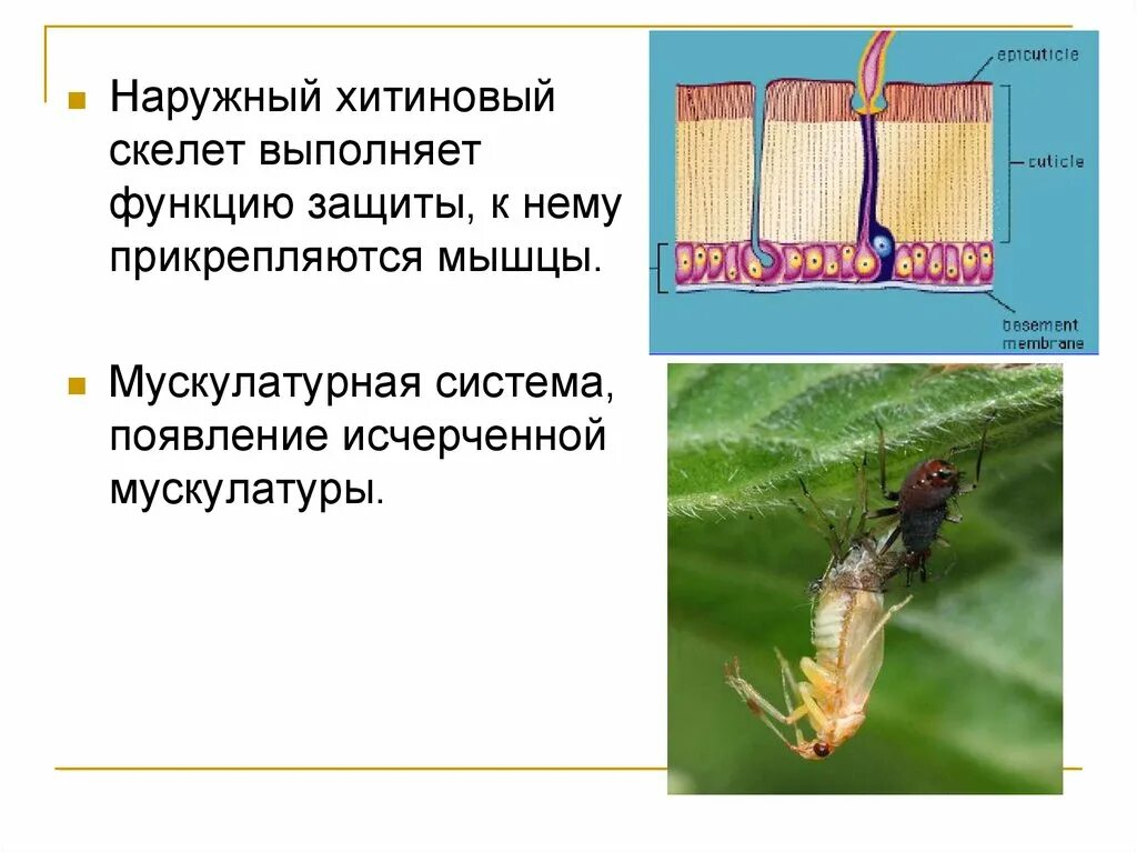 Хитиновый покров членистоногих выполняет функции. Наружный хитиновый скелет. наружный скелет насекомых. хитиновый покров у членистоногих. наружный скелет хитиновый покров членистоногих.