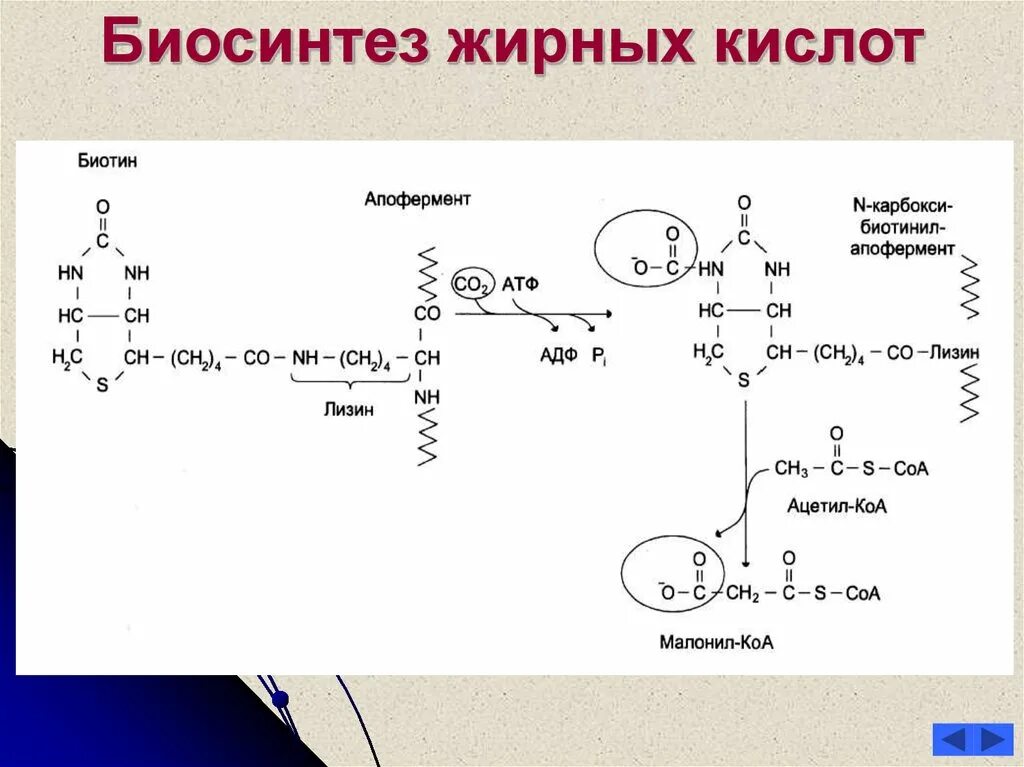 Синтез вжк. Суммарное уравнение биосинтеза жирных кислот. Биосинтез высших жирных кислот 2 этап. Химизм реакции синтеза жирных кислот. Синтез жирных кислот биохимия схема.