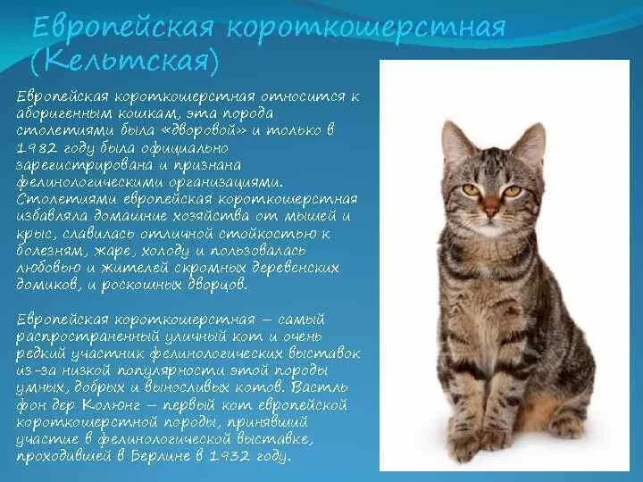 Породы кошек характеристики. Европейская короткошёрстная кошка описание породы и характера. Европейская короткошёрстная кошка описание. Порода кота Европейский короткошерстный. Европейская кошка короткошерстная характер.
