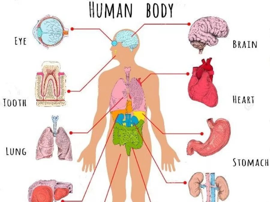 Связь органов человека. Органы человека на англ. Тело человека органы на английском. Внутренние органы человека на английском для детей. Распознать внутренние органы рисунок.