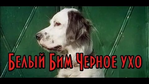 Белый бим отрывок