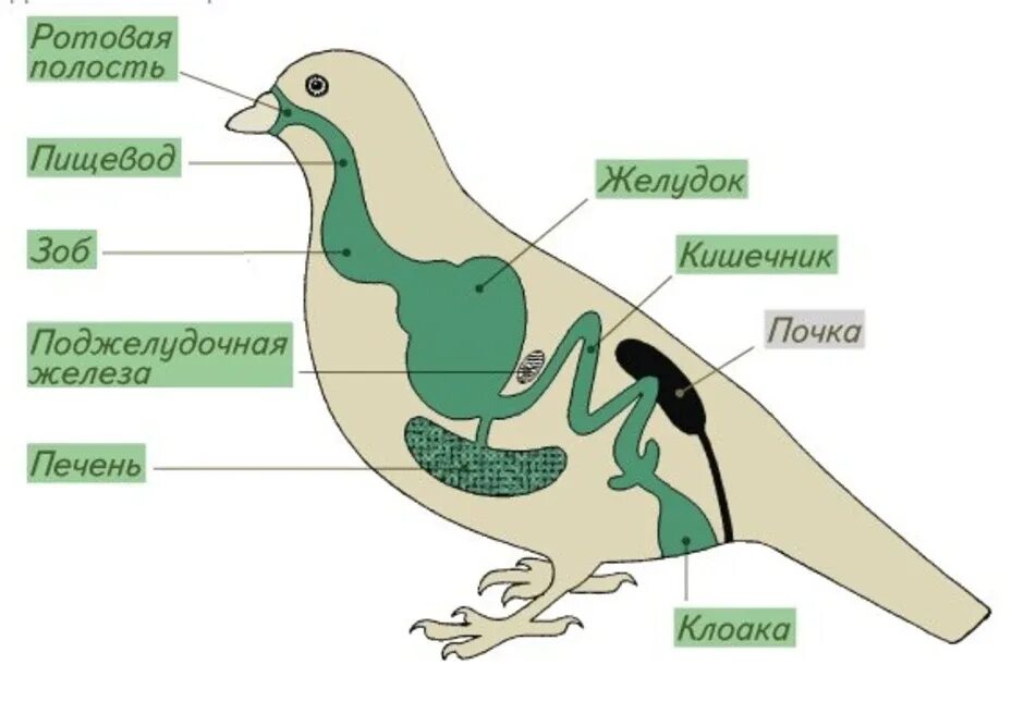 Органы птиц 7 класс. Пищеварительная и выделительная система птиц. Пищеварительная выделительная и дыхательная система птиц. Строение пищеварительной системы птиц. Внутреннее строение птицы с системами.