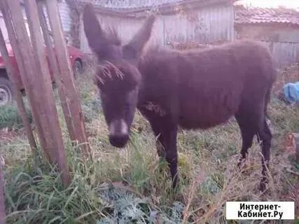 Авито урюпинск животные