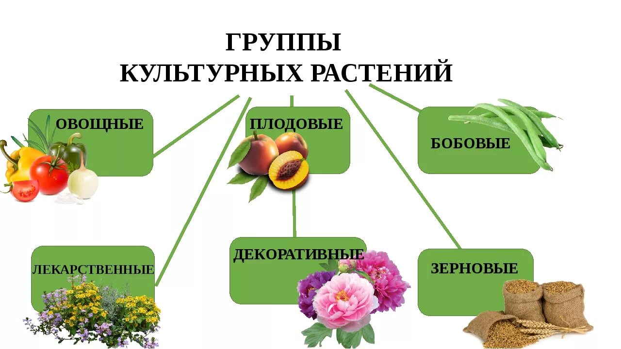 Группы культурных растений. Культурные растения. Разнообразие культурных растений. Культурные растения делятся на группы.