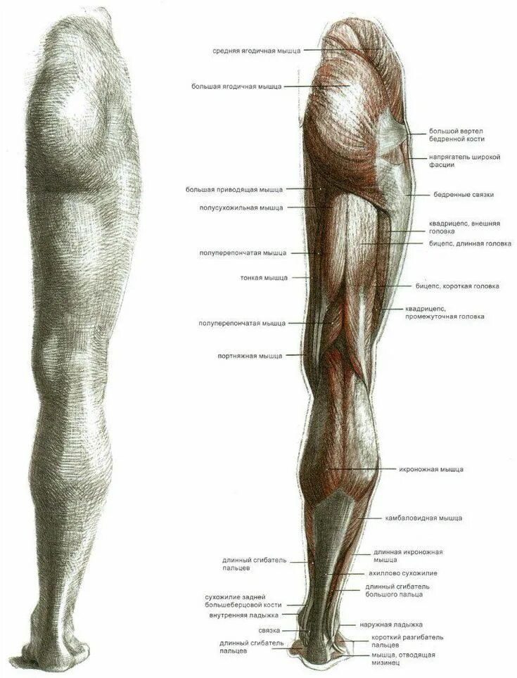 Строение ноги до колена. Мышцы ног Баммес. Баммес мышцы бедра. Мышцы ног человека анатомия. Нога человека анатомия кости и мышцы.