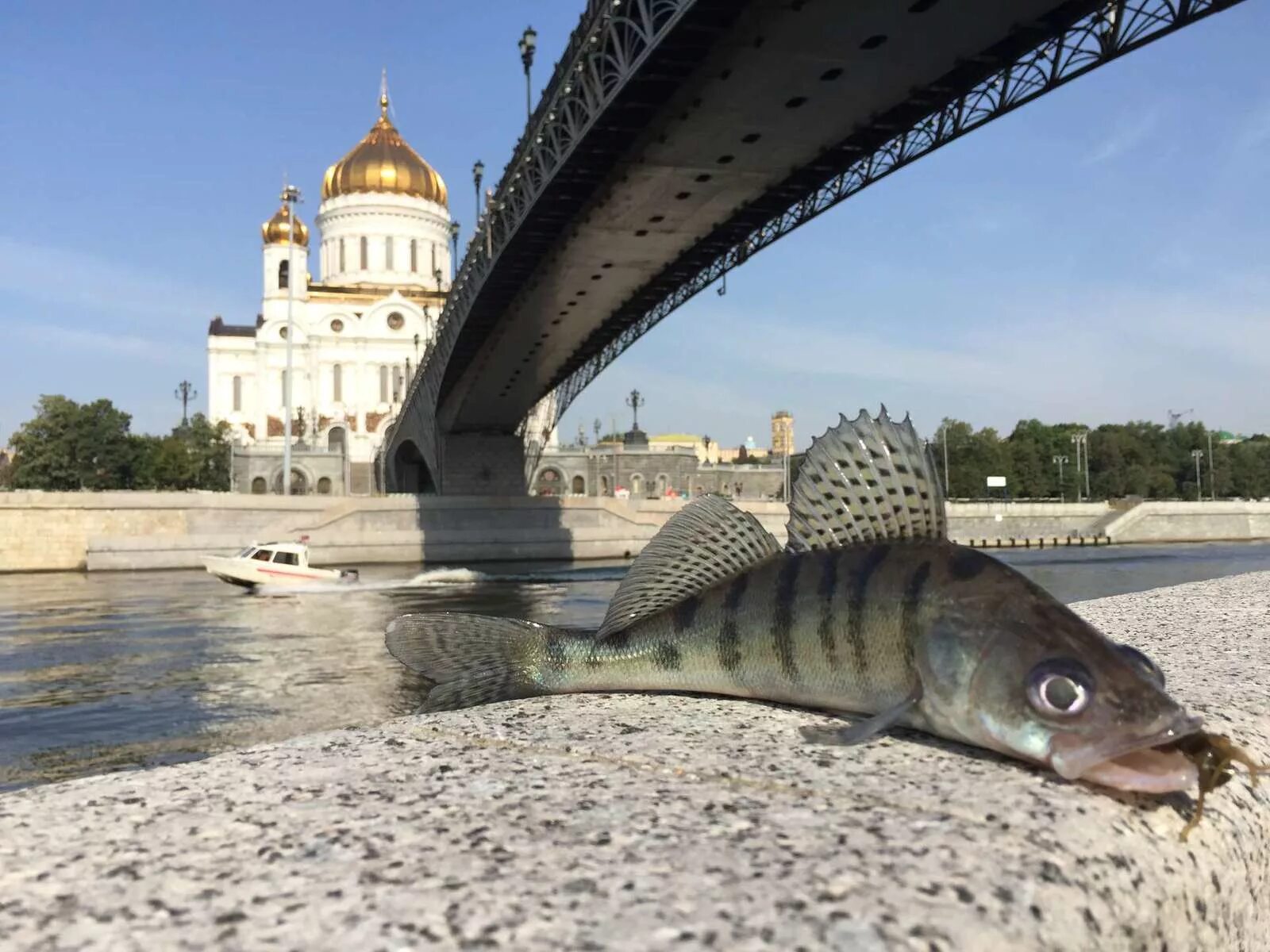 Какая рыба в москве реке