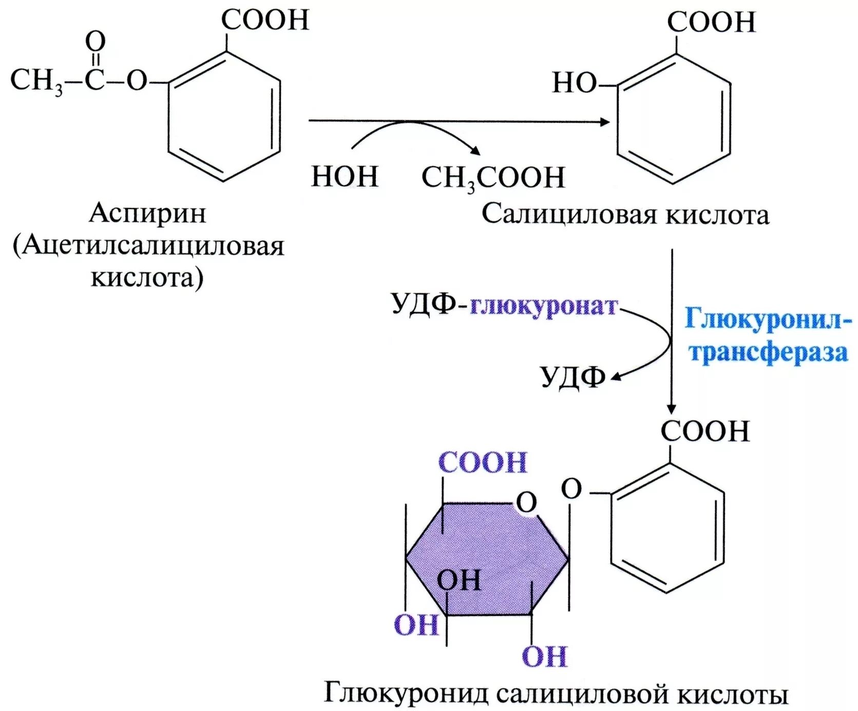 Реакция конъюгации с глюкуроновой кислотой. Образования о-глюкуронида салициловой кислоты. Реакция образования о-глюкуронида салициловой кислоты. Реакции конъюгации ксенобиотиков биохимия. Гидролиз аспирина