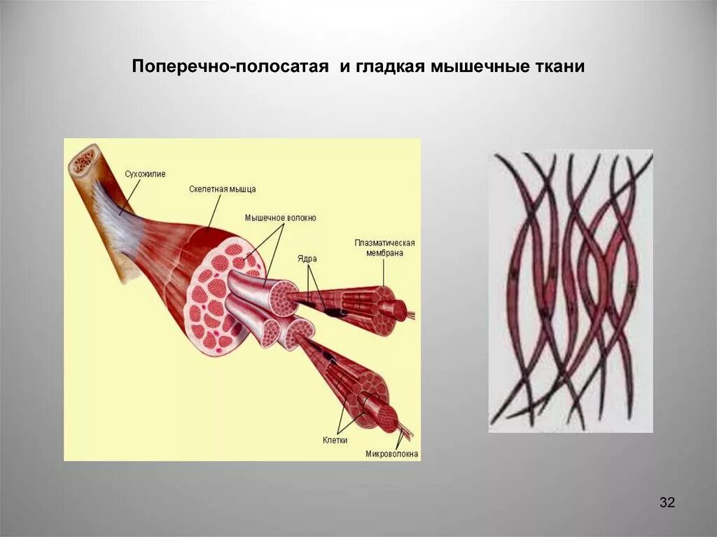 Строение клетки гладкая мышечная ткань. Клетки скелетной поперечно-полосатой мышечной ткани. Строение гладкой мышечной ткани рисунок. Скелетная мышечная ткань строение. Поперечно полосатая Скелетная ткань строение.