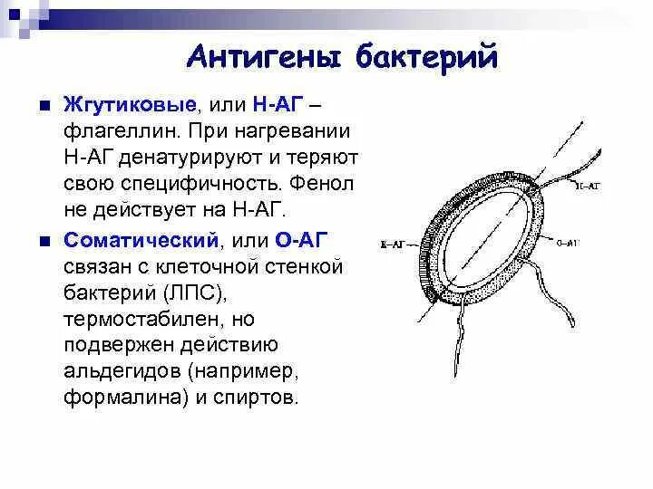 Антигенные свойства бактерий. Н-антиген бактерий это. Строение антигена микробиология. Н-антиген бактерий это антиген. Антигены микроорганизмов (соматический, капсульный, жгутиковый).