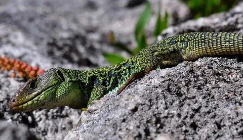 Free picture: reptile, zoology, camouflage, lizard, nature, wildlife.