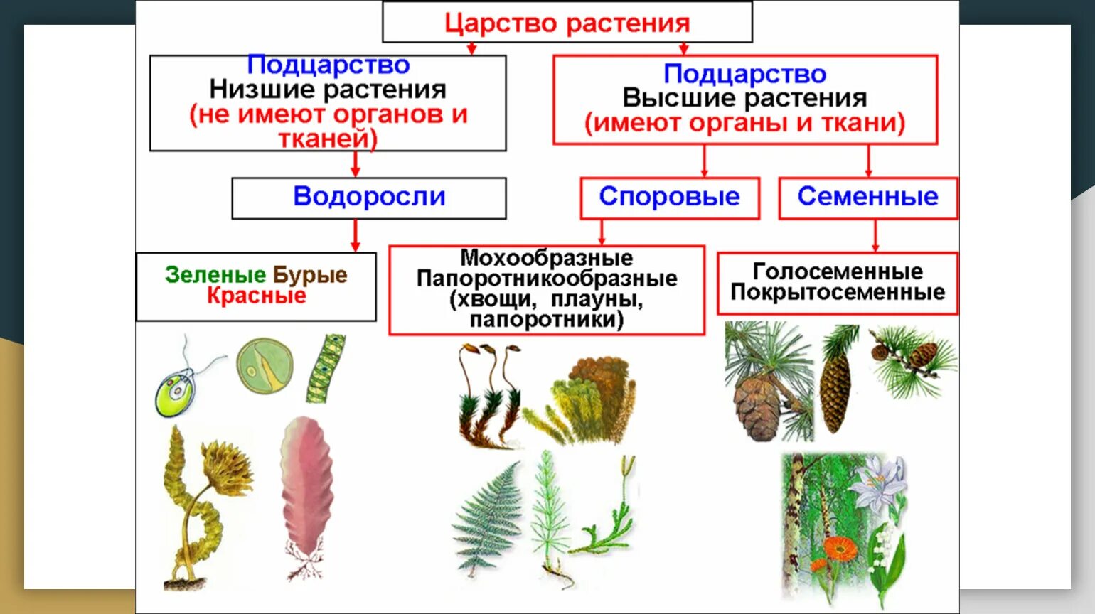 Споровые растения 7. Царства растений подцарства и отделы. классификация высших споровых растений схема. низшие споровые растения.отделы водорослей. царство растения подцарство высшие растения.