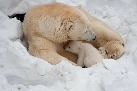 Белый медведь во сне