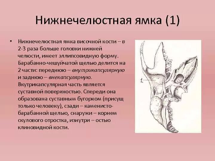 Тип соединения височной кости. Нижнечелюстная ямка внчс. нижнечелюстная ямка височной кости. нижнечелюмтная ямка височки. нижнечелюстная ямка височной кости кости.